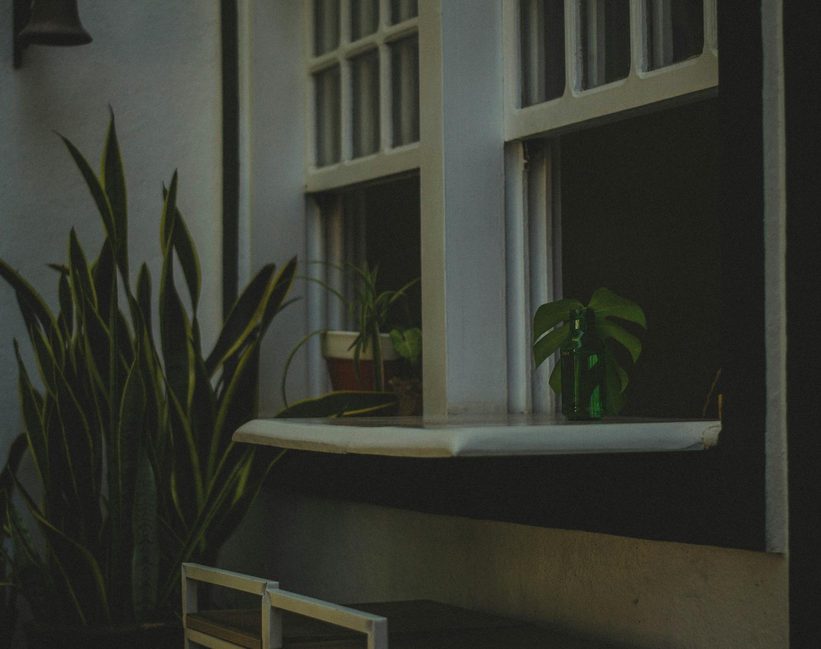 15 Best Low Light Houseplants That Actually Thrive in Dark Rooms