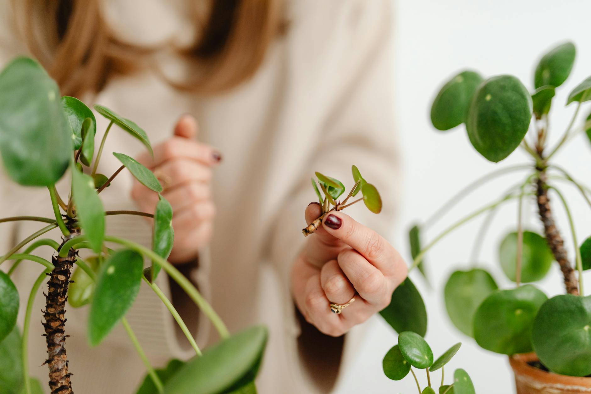 How to Propagate Houseplants: A Beginner's Guide to Free Plants
