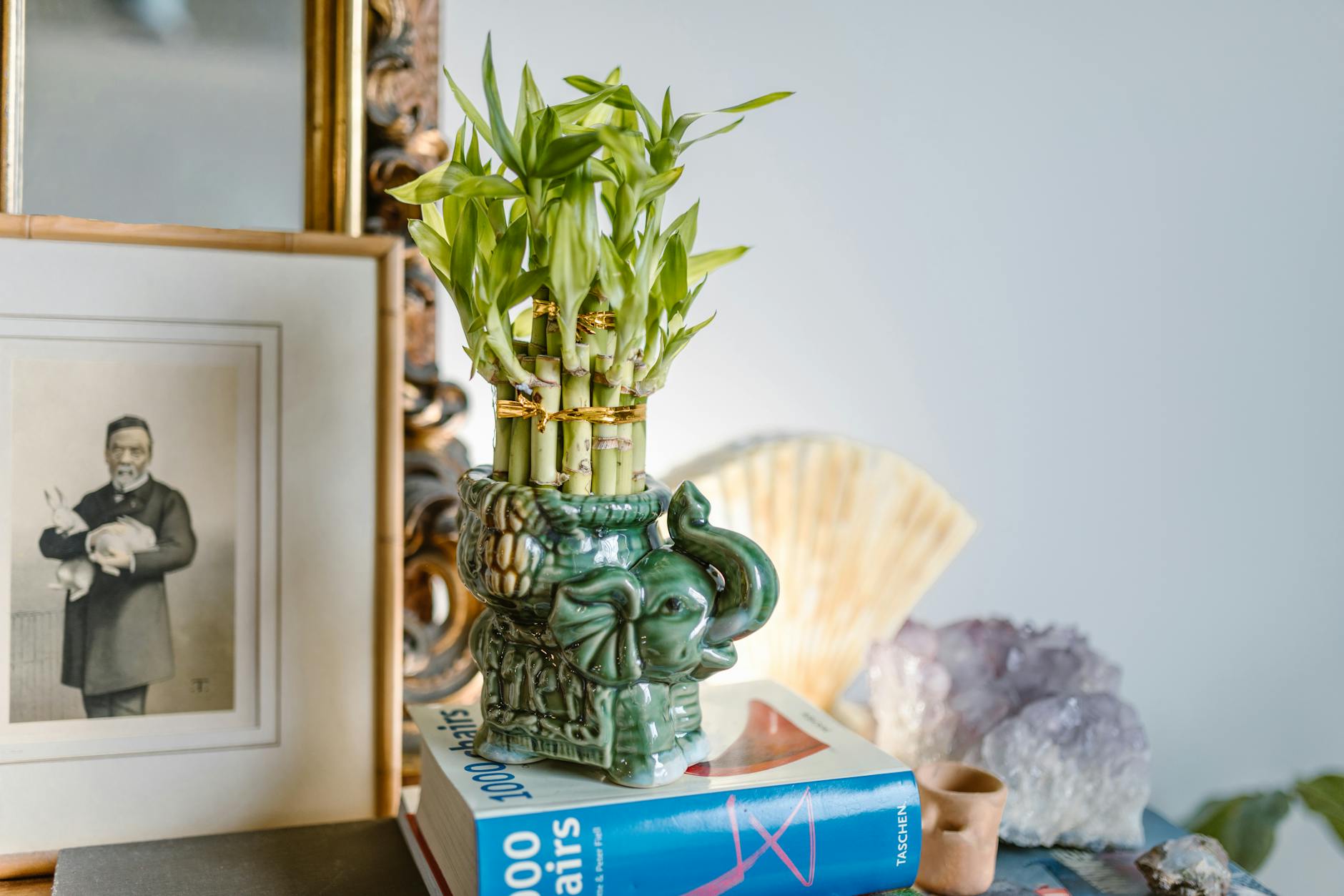 Houseplants and Feng Shui: Best Plants for Positive Energy in Every Room