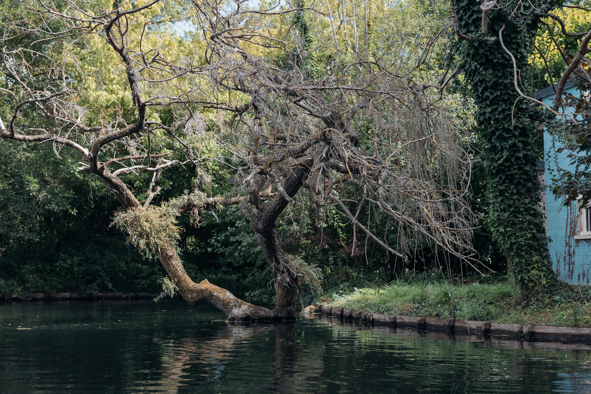 Going on Vacation? How to Keep Your Plants Watered While You're Away