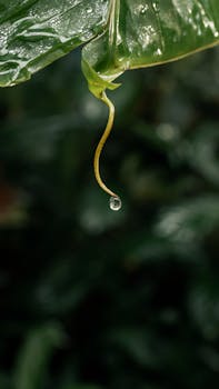 Hanging and Trailing Plants Collection: Best Cascading Houseplants for Baskets and High Shelves