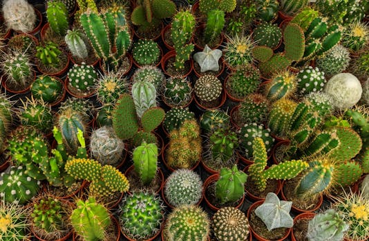 Succulent Collection: Beautiful Drought-Tolerant Plants for Low-Maintenance Indoor Gardens