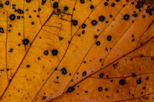Brown Spots on Leaves Guide: Identifying and Treating Leaf Spot Diseases and Problems