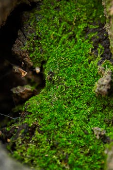 Humidity Problems Guide: Solving Low and High Humidity Issues for Houseplants