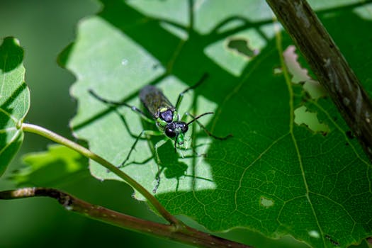 Houseplant Pest Identification Guide: Complete Visual Guide to Common Plant Pests