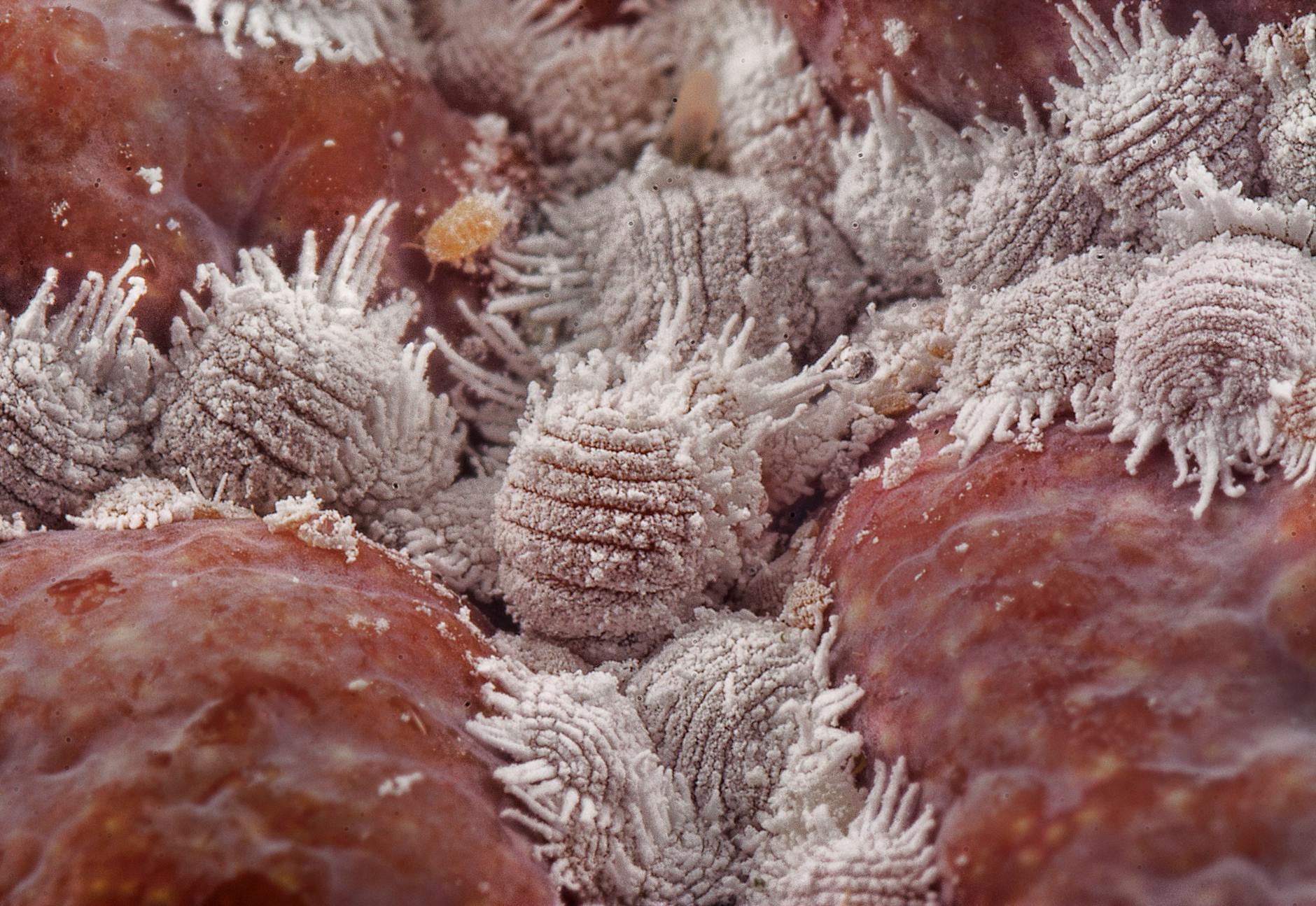 How to Identify and Treat Plant Pests