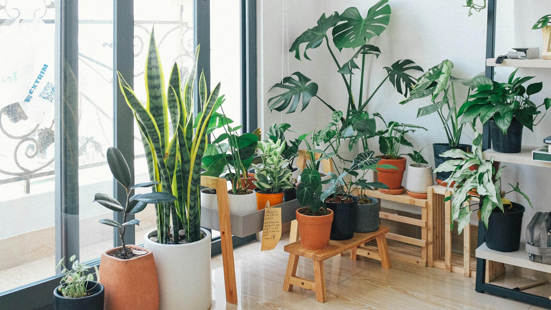 Beautiful indoor houseplants collection