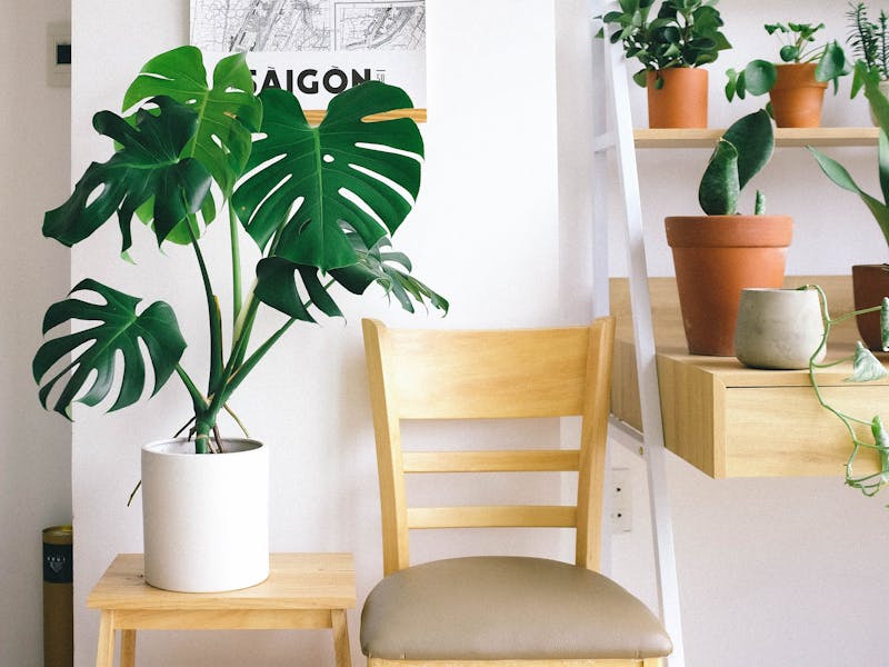 Monstera plant in stylish interior