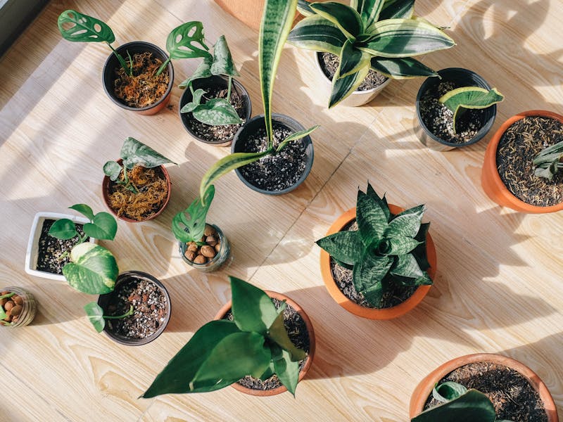 Collection of potted houseplants top view