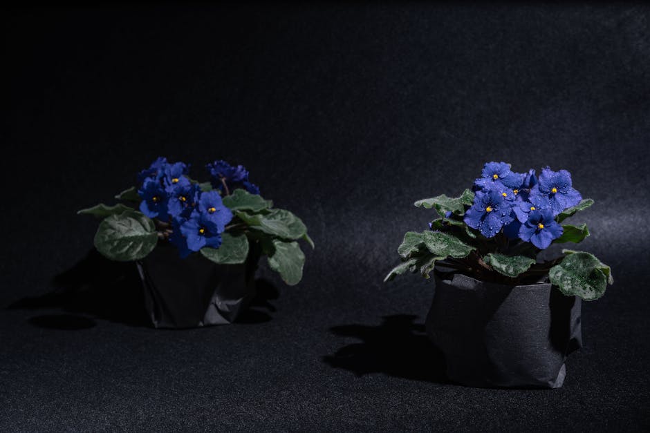 African Violet Care Guide: Complete Saintpaulia Instructions