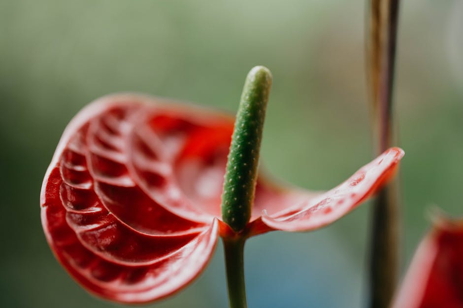 Anthurium Care Guide: Complete Flamingo Flower Instructions