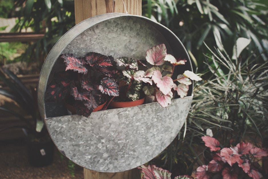 Begonia Care Guide: Complete Instructions for All Types