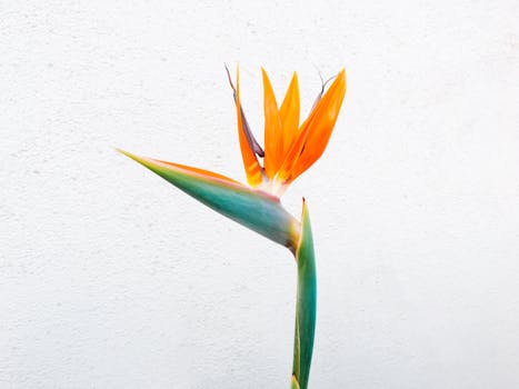 Bird of Paradise Care Guide: Complete Growing Instructions for Strelitzia