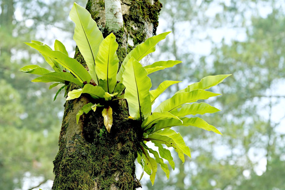 Bird's Nest Fern Care Guide: Complete Growing Instructions