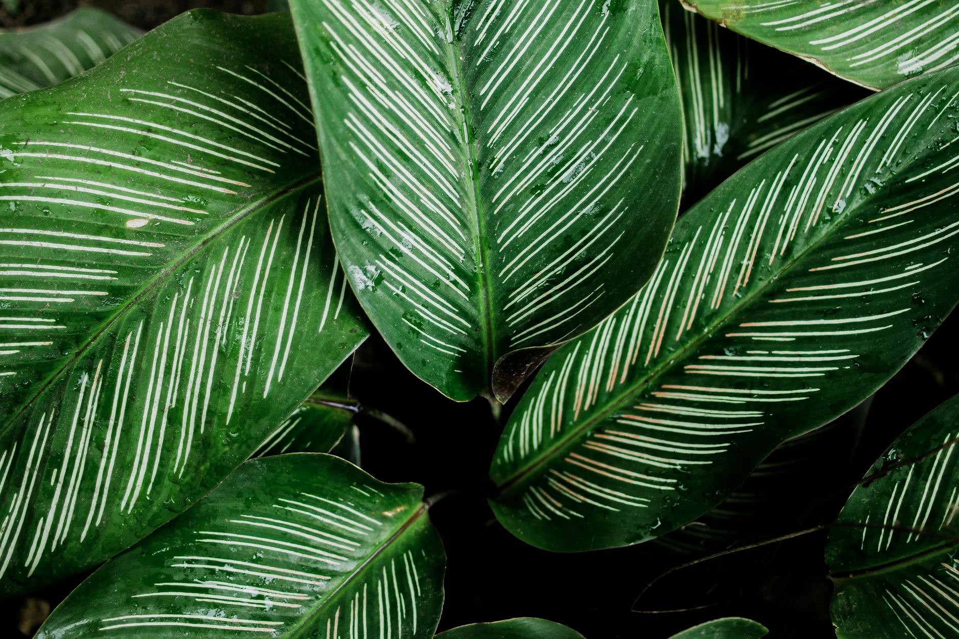 Calathea Care Guide: Complete Instructions for Prayer Plants