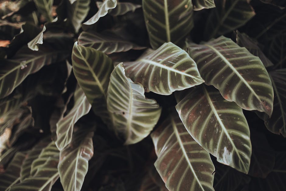 Calathea Care Guide: Complete Prayer Plant Family Instructions