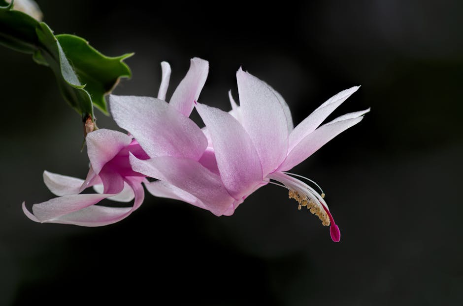 Christmas Cactus Care Guide: Complete Schlumbergera Instructions