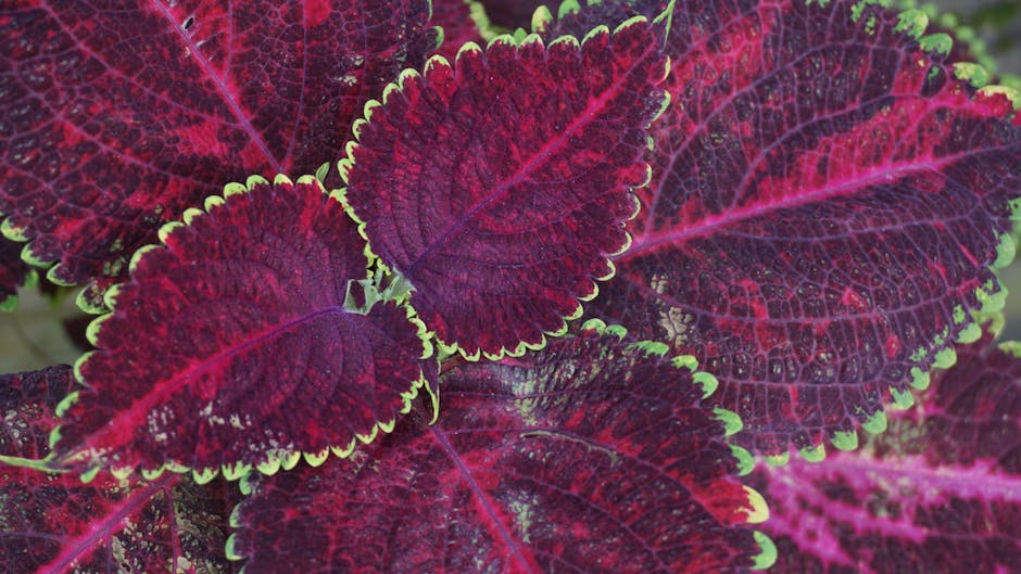 Coleus Care Guide: Complete Solenostemon Instructions