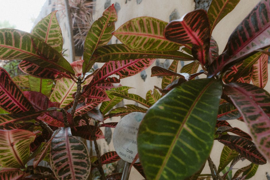 Croton Care Guide: Complete Codiaeum variegatum Instructions