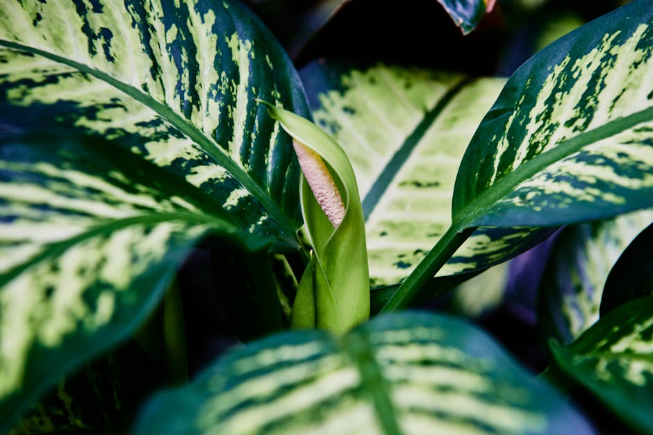 Dieffenbachia Care Guide: Complete Dumb Cane Instructions