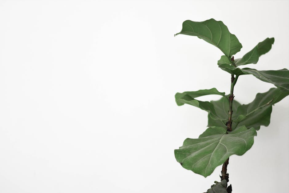 Fiddle Leaf Fig Care Guide