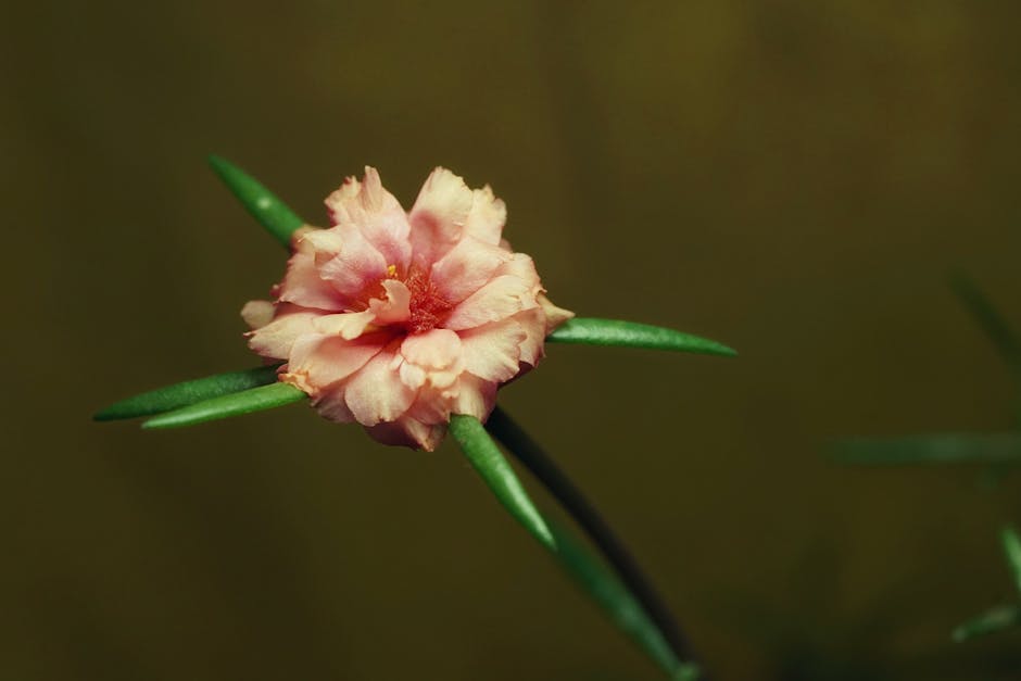 Hoya Care Guide: Complete Wax Plant Instructions