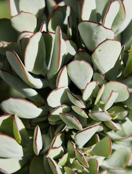 Jade Plant Care Guide: Complete Instructions for Crassula Ovata