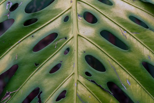 Monstera Deliciosa Care Guide: Complete Instructions for Swiss Cheese Plant