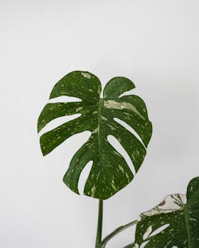 Monstera Thai Constellation Care Guide: Complete Variegated Plant Instructions