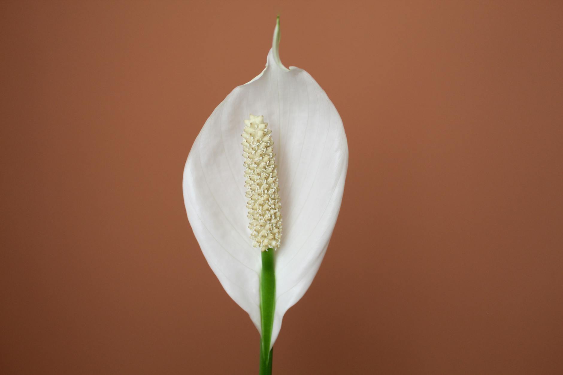 Peace Lily Care Guide: Complete Instructions for Spathiphyllum - indoor houseplant care guide