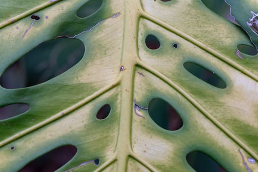 Philodendron Brasil Care Guide: Complete Heart-Leaf Variegated Instructions