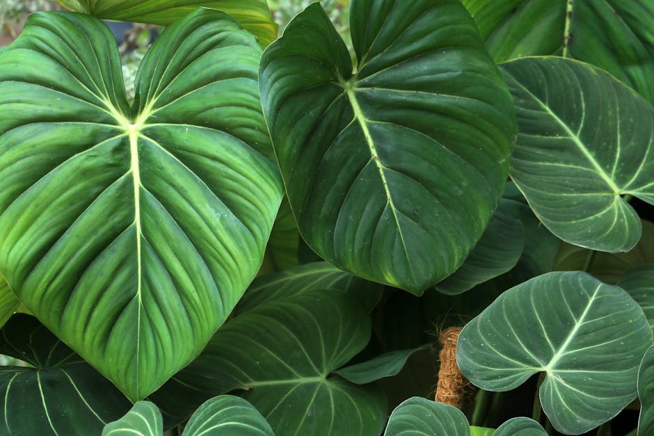 Philodendron Care Guide: Complete Heartleaf Philodendron Instructions