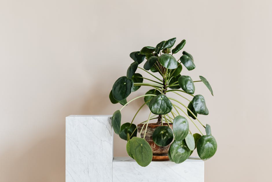 Pilea Care Guide: Complete Chinese Money Plant Instructions