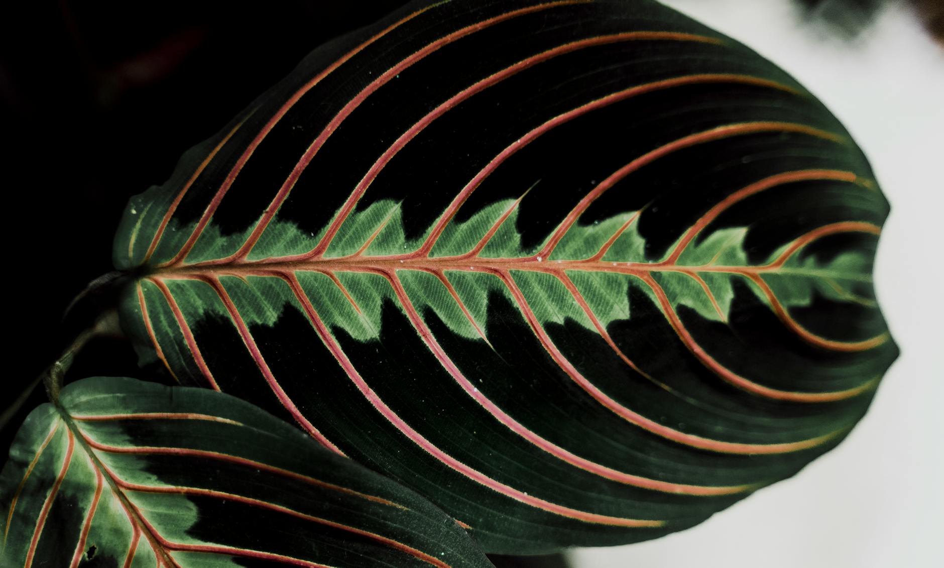 Prayer Plant Care Guide: Complete Instructions for Maranta Leuconeura