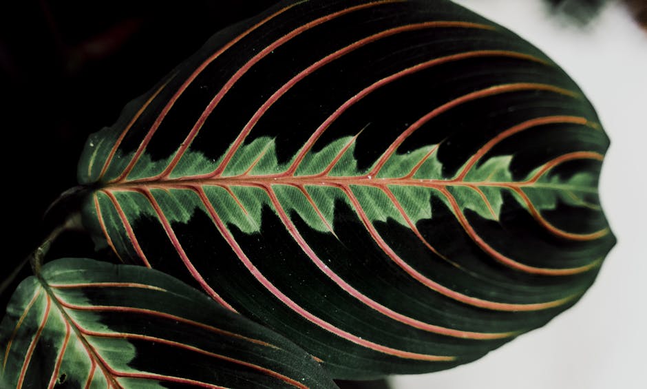 Prayer Plant Care Guide: Complete Maranta leuconeura Instructions