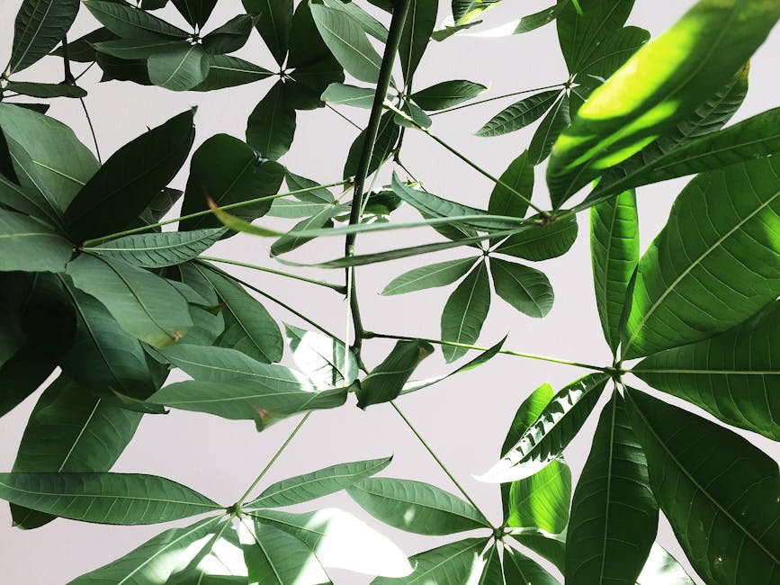 Schefflera Care Guide: Complete Umbrella Plant Instructions