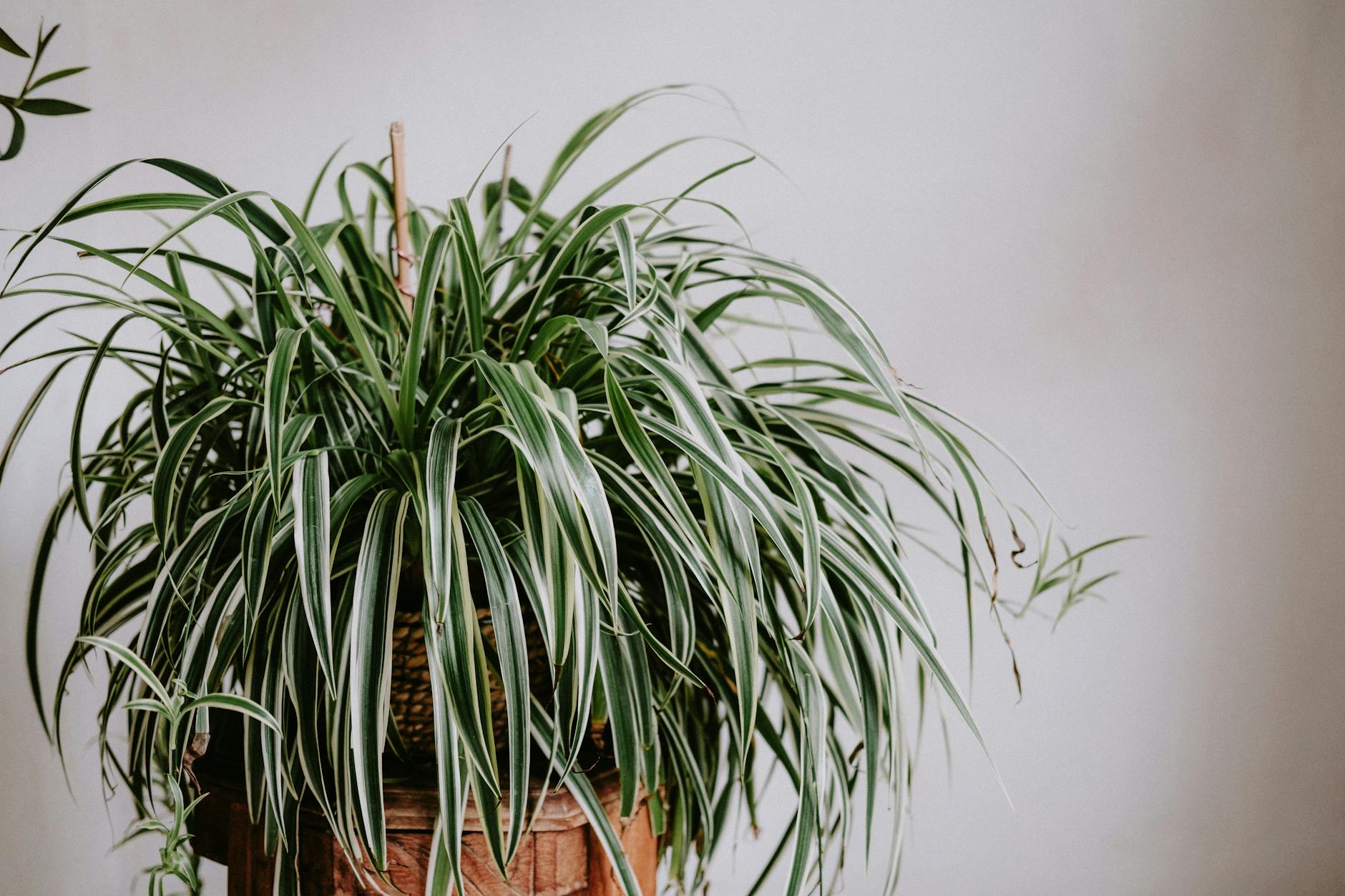 Spider Plant Care Guide: Complete Instructions for Chlorophytum Comosum - indoor houseplant care guide