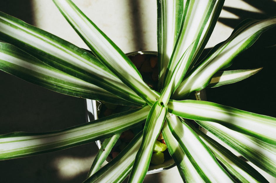 Spider Plant Care