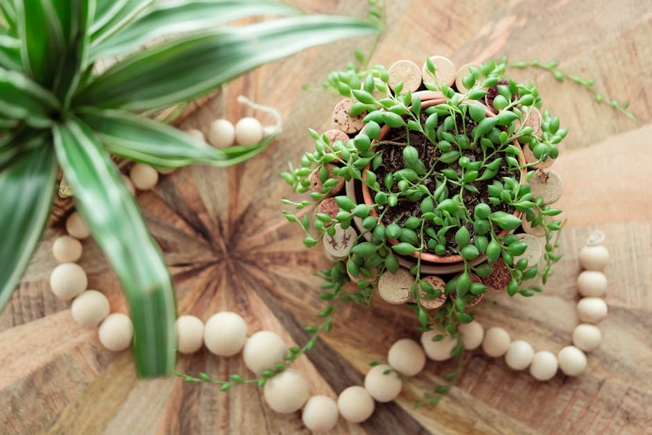 String of Pearls Care Guide: Complete Senecio rowleyanus Instructions