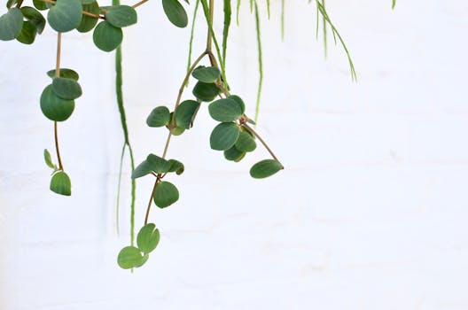 String of Turtles Care Guide: Complete Peperomia Prostrata Instructions