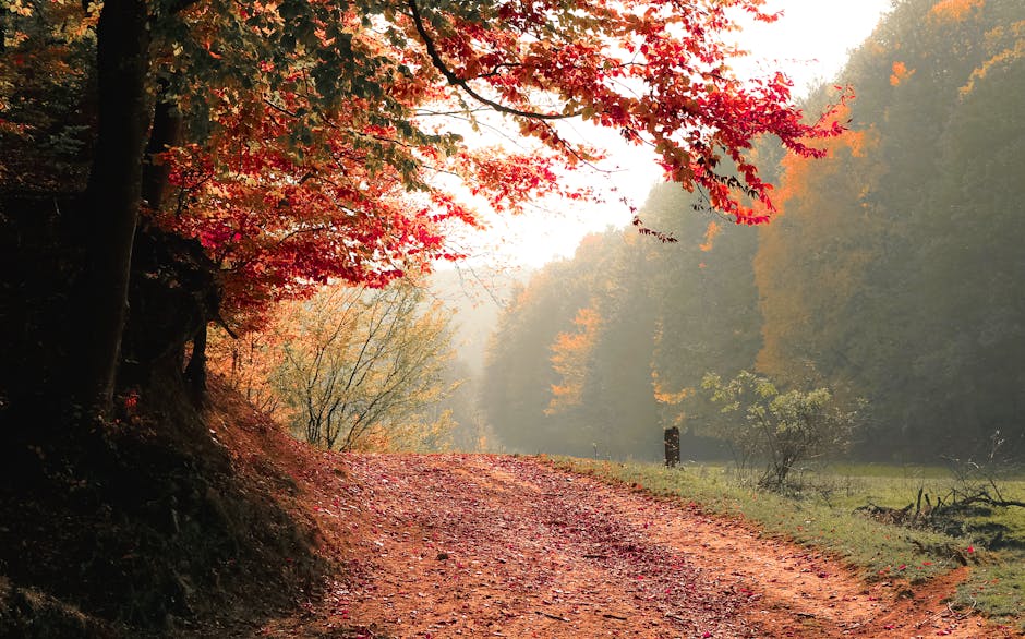 Tradescantia Care Guide: Complete Wandering Jew Instructions